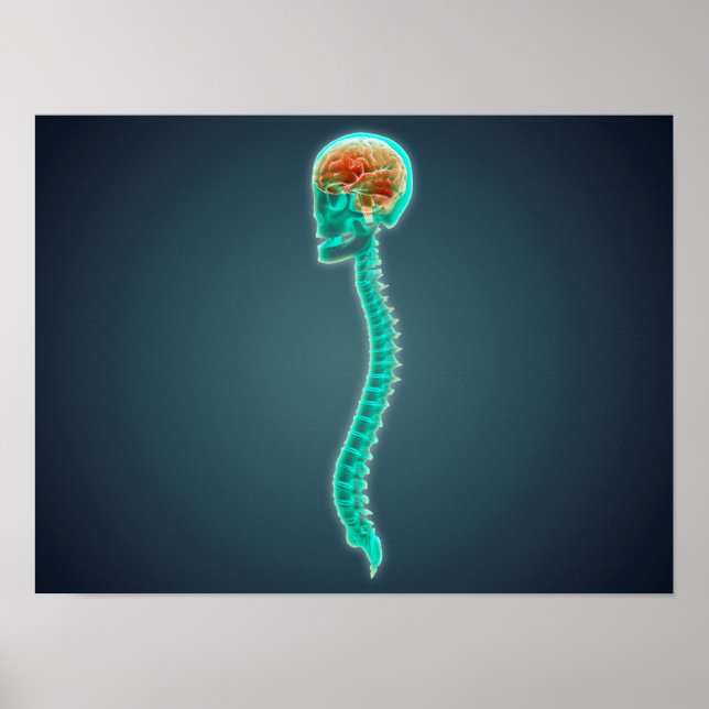 Conceptual Image Of Human Brain, Skull And Spine Poster (Vorne)