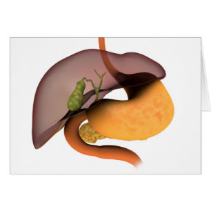 Conceptual Image of Human Digestive System 1