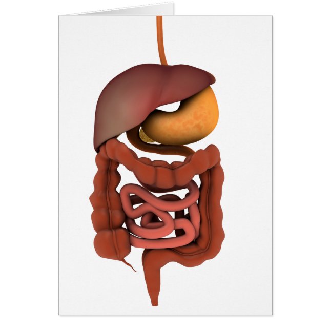Conceptual Image of Human Digestive System 2 (Vorne)
