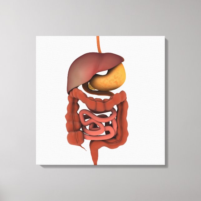 Conceptual Image of Human Digestive System 2 Leinwanddruck (Vorderseite)