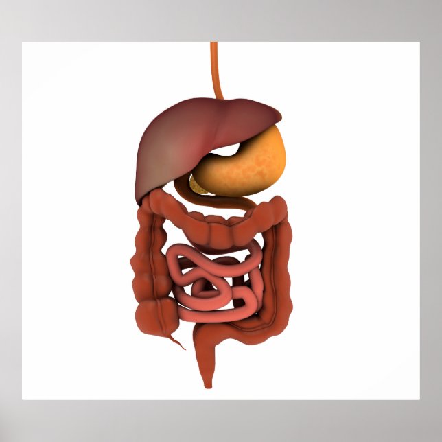 Conceptual Image of Human Digestive System 2 Poster (Vorne)