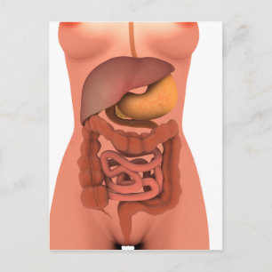 Conceptual Image of Human Digestive System 5 Postkarte