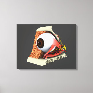 Conceptual Image of Human Eye Anatomy 1 Leinwanddruck
