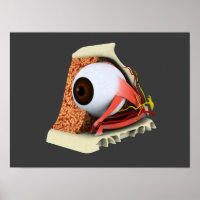 Conceptual Image of Human Eye Anatomy 1