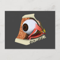 Conceptual Image of Human Eye Anatomy 1