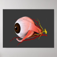 Conceptual Image of Human Eye Anatomy 5
