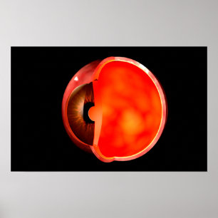 Conceptual Image of human Eye Cross Abschnitt 1 Poster