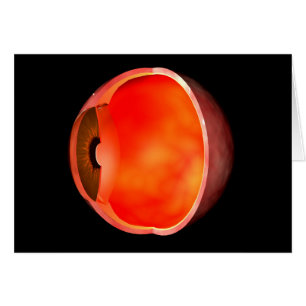 Conceptual Image of human Eye Cross Abschnitt 2