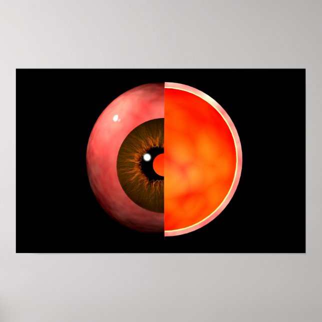 Conceptual Image of human Eye Cross Section 3 Poster (Vorne)