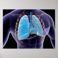 Conceptual Image of Human Lungs and Rib Cage 2