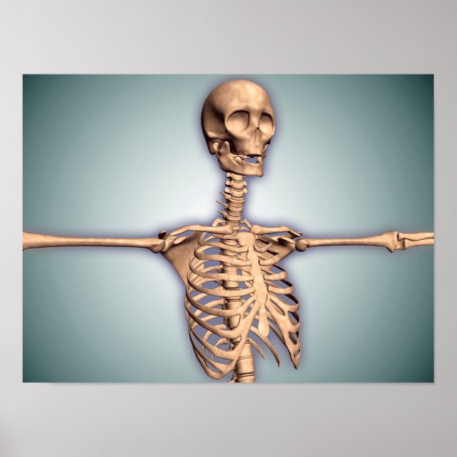 Conceptual Image of Human Rib Cage and Spinal Poster (Vorne)