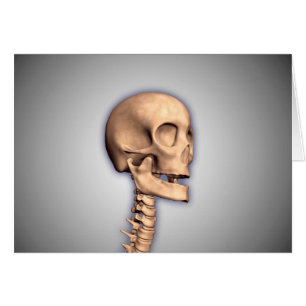 Conceptual Image of Human Skull & Spinal Cord 2