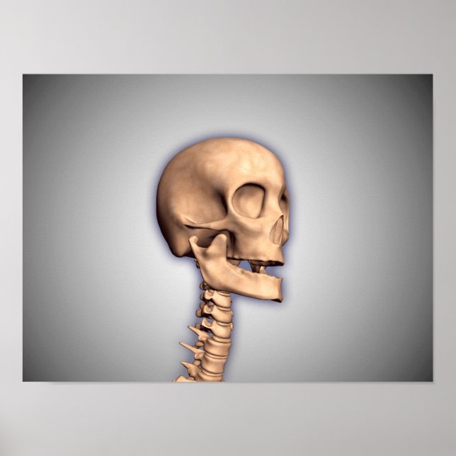 Conceptual Image of Human Skull & Spinal Cord 2 Poster (Vorne)