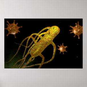 Conceptual Image of Salmonella Typhi 1 Poster