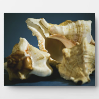 Conch 3335 Plaque Fotoplatte