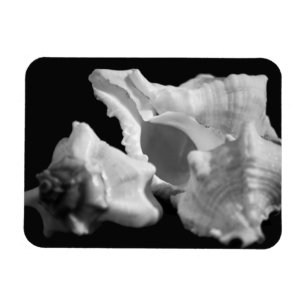 Conch in Black & White Vinyl Magnet