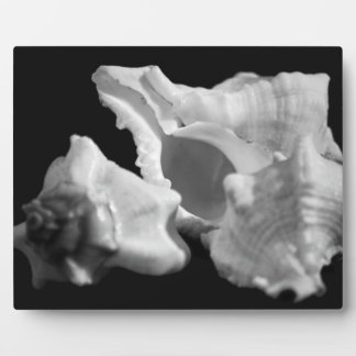 Conch in der Schwarz-Weiß-Ebene Fotoplatte