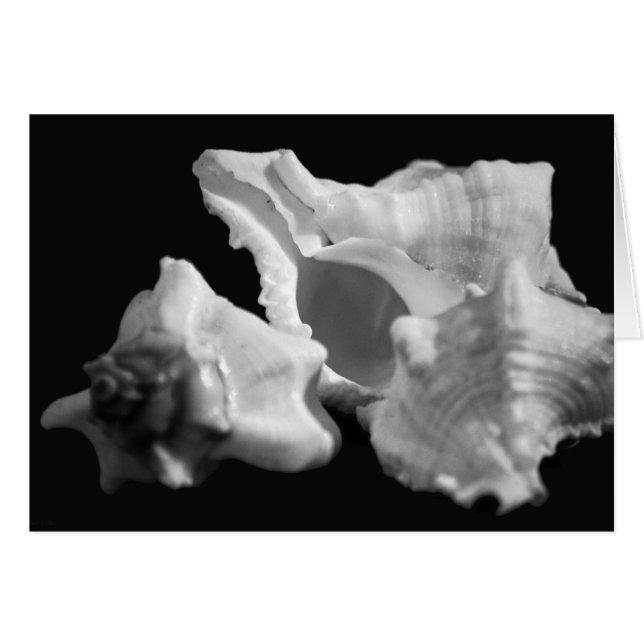 Conch in Schwarz-Weiß-Karte (Vorderseite (Horizontal))