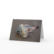 Conch-Muschel am Strand