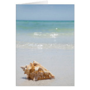 Conch Muschel am Strand   Florida, St. Petersburg