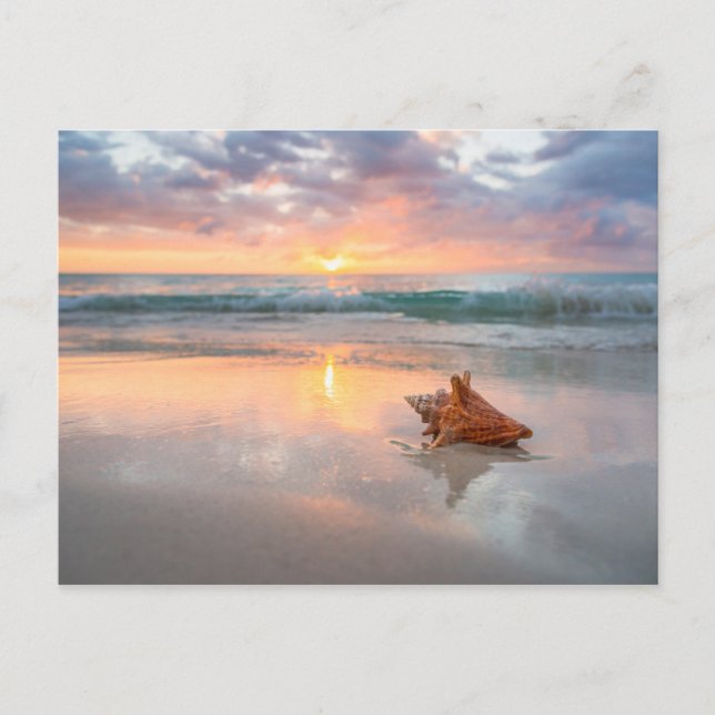 Conch-Muschel am Strand | Jamaika Postkarte (Vorderseite)