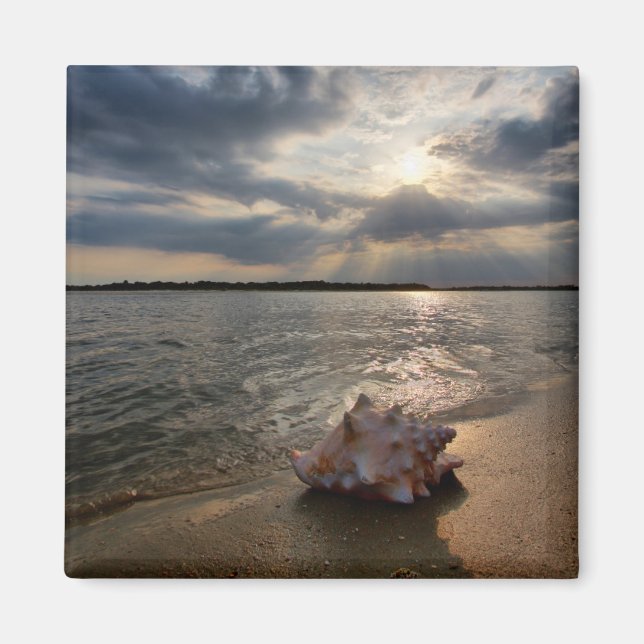 Conch-Muschel am Strand | St. Augustine, Fl Magnet (Vorne)
