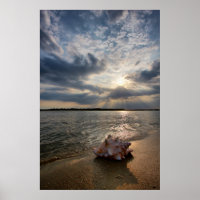 Conch-Muschel am Strand | St. Augustine, Fl