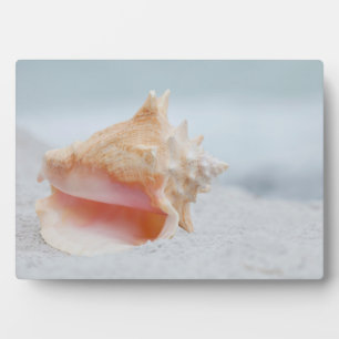 Conch-Muschel Fotoplatte