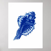 Conch Muschel, Indigo Blau und Weiß