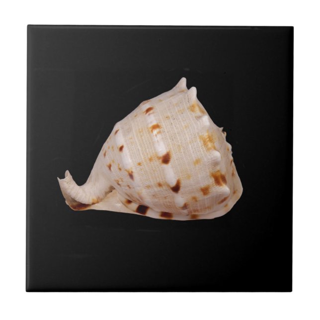 Conch Muschel Keramik Foto Tile Fliese (Vorderseite)