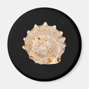 Conch Muschel Magnet