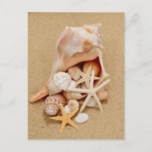 Conch-Muschel mit Muscheln und Starfish Postkarte