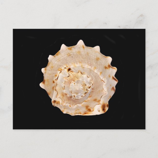 Conch Muschel Postcard Postkarte (Vorderseite)