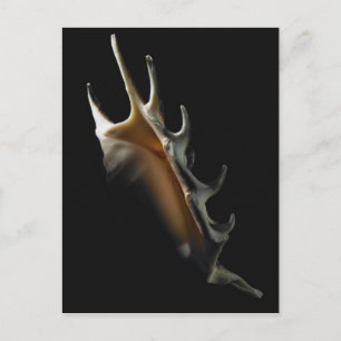 Conch-Muschel Postkarte