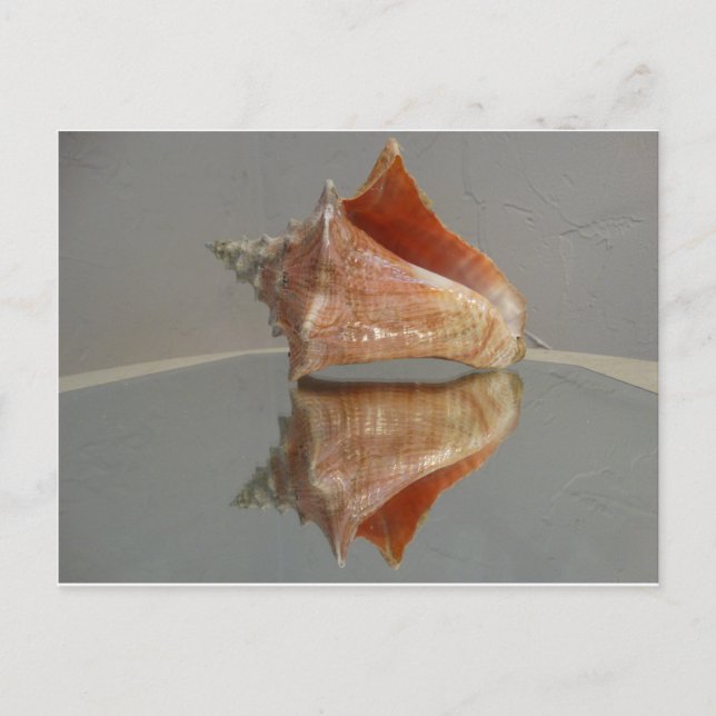 Conch Muschel und ihre Reflektion Postkarte (Vorderseite)