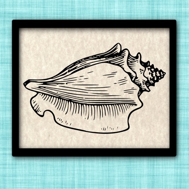 Conch Muschel Vintag Illustration Poster (Von Creator hochgeladen)