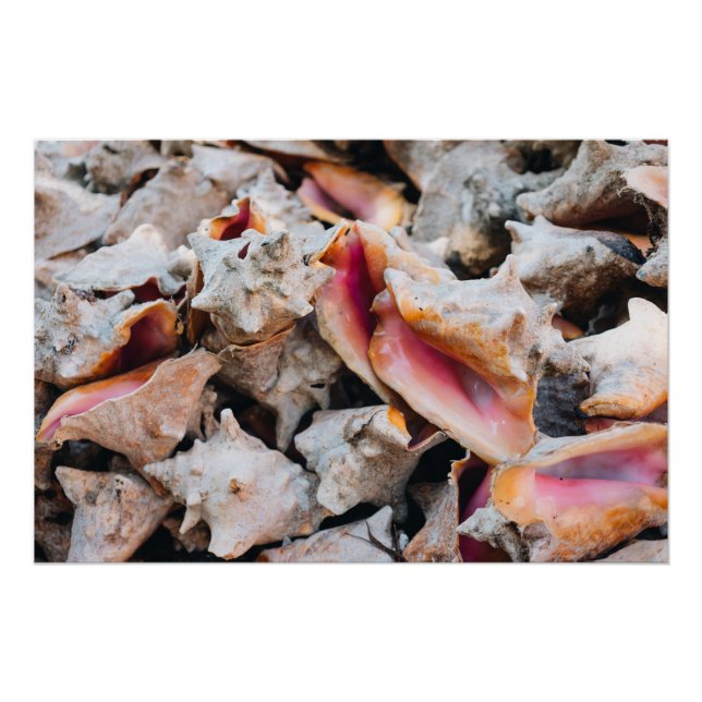 Conch Muscheln, Bahamas Poster (Vorderseite)