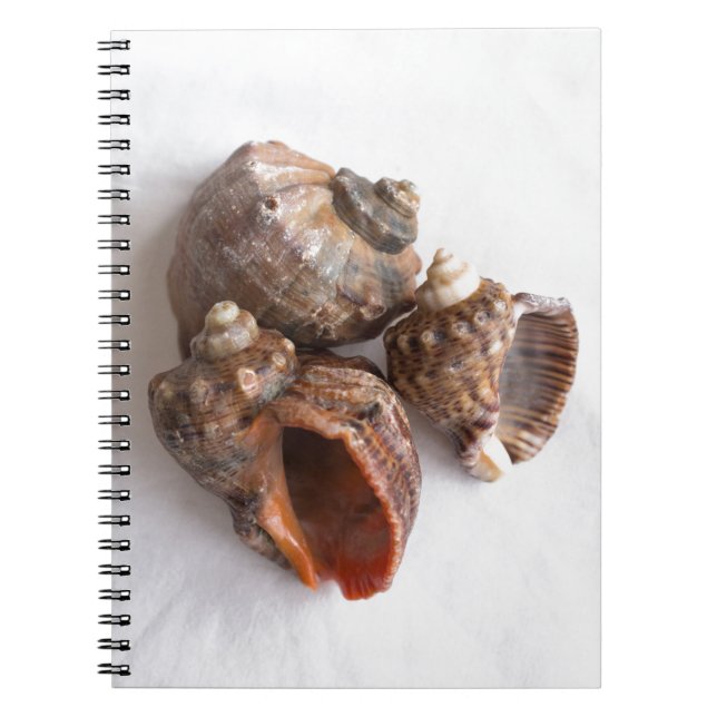 Conch-Muscheln Notizblock (Vorderseite)
