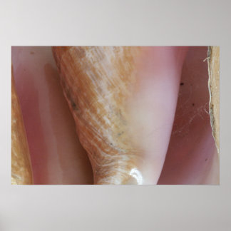 Conch-Muscheln Poster