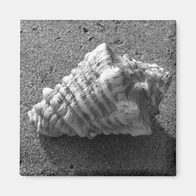 Conch Seashell Sand Beach Magnet (Vorne)