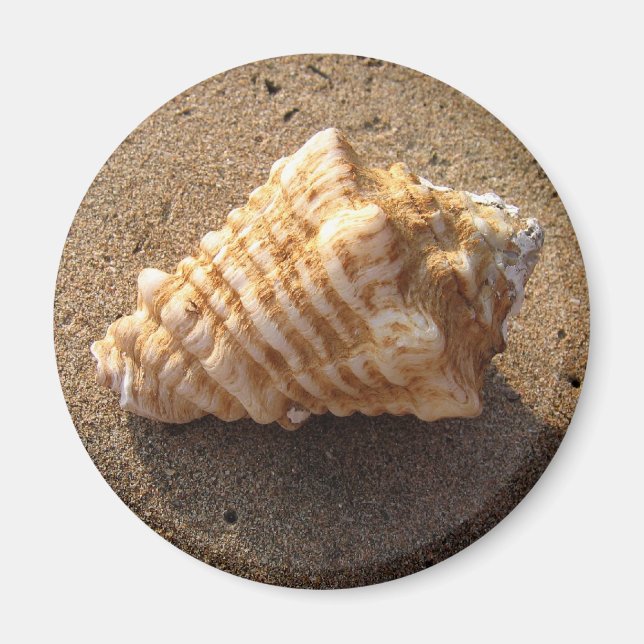 Conch Seashell Sand Beach Magnet (Vorne)