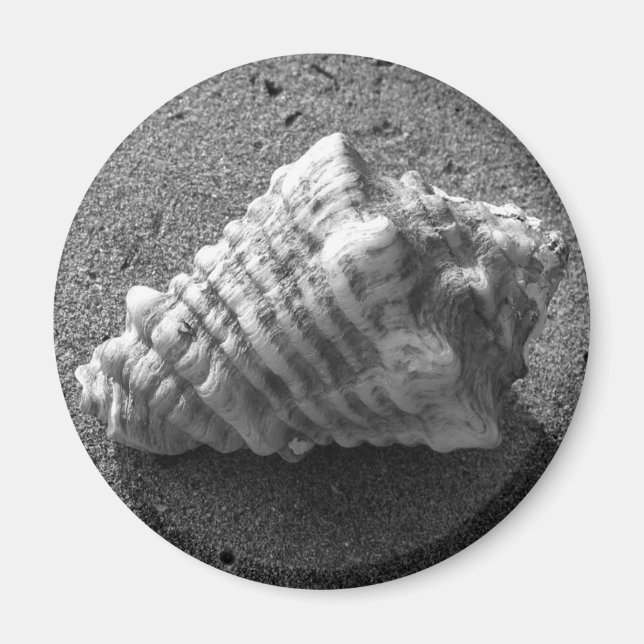 Conch Seashell Sand Beach Magnet (Vorne)