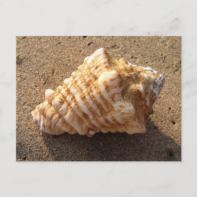Conch Seashell Sand Beach Postkarten (Vorderseite)