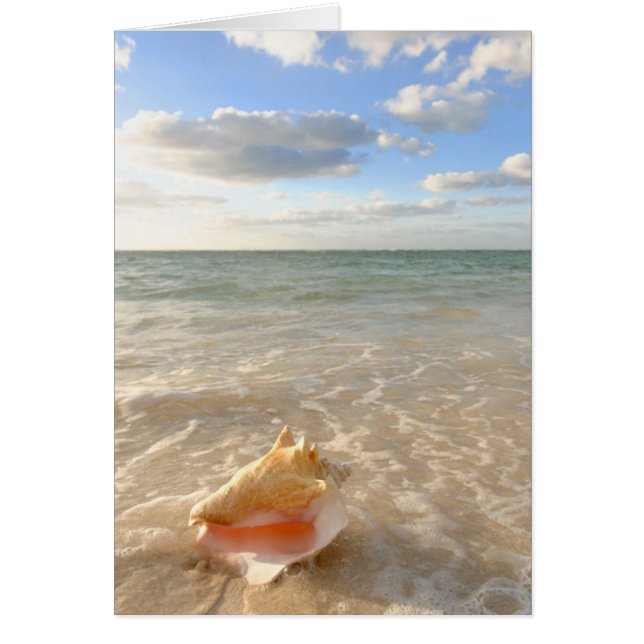Conch Shell In Sand On Tropical Beach (Vorne)