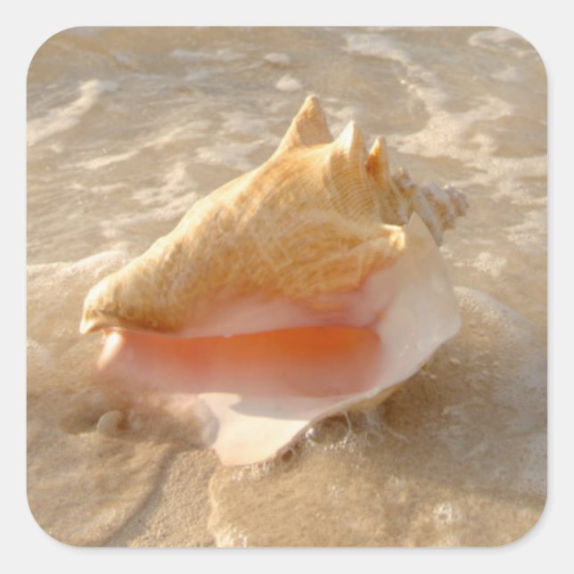 Conch Shell In Sand On Tropical Beach Quadratischer Aufkleber (Vorderseite)