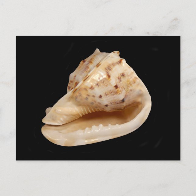 Conch Shell Postcard Postkarte (Vorderseite)