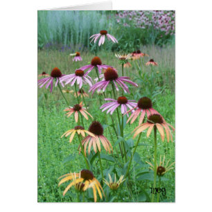 Cone Blume Dance