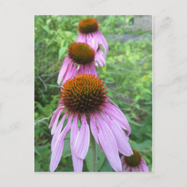 Cone Blume Trio Postkarte (Vorderseite)
