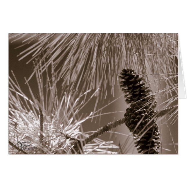 Cône de pin doux (5.0) (Devant horizontal)