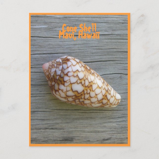 Cone-Muschel Postkarte (Vorderseite)